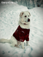 Bruce sucht ein neues zuhause