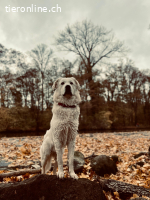 Bruce sucht ein neues zuhause