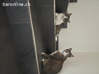 Brüder suchen gemeinsam ein neues zuhause!