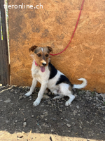 Bruno, Foxterrier-Mix, Rüde, geb. am 05.10.2024, 42 cm