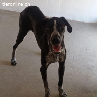 Bruno - portlich und elegant ist er ein echter Hingucker