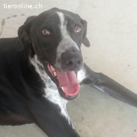 Bruno - portlich und elegant ist er ein echter Hingucker