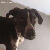 Bruno - portlich und elegant ist er ein echter Hingucker