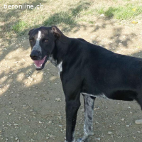 Bruno - portlich und elegant ist er ein echter Hingucker