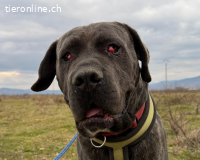 Brutus – ein treuer Freund sucht seinen letzten Herzensplatz