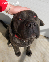 Brutus – ein treuer Freund sucht seinen letzten Herzensplatz