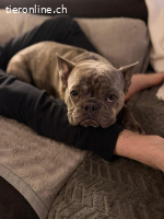 Bubi - der sensible Bulldogenbub