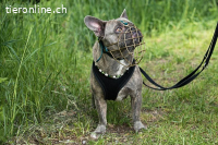 Bubi - der sensible Bulldogenbub