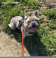 Bubi - der sensible Bulldogenbub