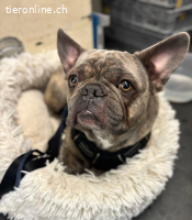 Bubi - der sensible Bulldogenbub