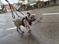 Bubi - der sensible Bulldogenbub