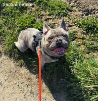 Bubi - der sensible Bulldogenbub