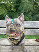Bubi - der sensible Bulldogenbub
