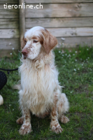 Buck - Ein neues Jahr, eine neue Hoffnung?