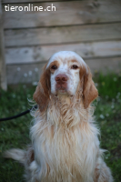 Buck - Ein neues Jahr, eine neue Hoffnung?