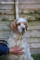 Buck - Ein neues Jahr, eine neue Hoffnung?