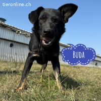 Buda ein besonderer Schatz