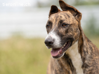 Buddy begeistert mit seiner fröhlichen Art