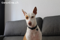 Buddy, m./kastr., geb. 10/2015, Größe: ca. 50 cm