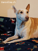 Buddy, m./kastr., geb. 10/2015, Größe: ca. 50 cm