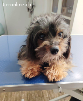 Bunny, sanft, lieb und einfach dankbar sein.