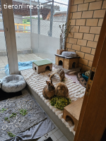 Bunny und Elara - suchen Rassekenner