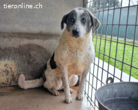 Cadden - Was Zeit mit einem Hund macht...