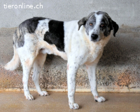 Cadden - Was Zeit mit einem Hund macht...