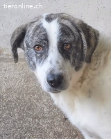 Cadden - Was Zeit mit einem Hund macht...