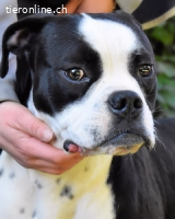 Cailee - Power auf vier Pfoten