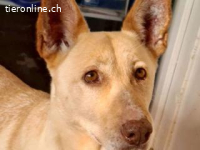 Cala - sehr freundliche, sanfte Hündin