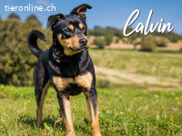 Calvin, ein Trennungskind