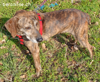 CAMELIA WÜNSCHT SICH SEHNLICHST EIN KUSCHELIGES KÖRBCHEN