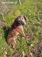 CAMELIA WÜNSCHT SICH SEHNLICHST EIN KUSCHELIGES KÖRBCHEN