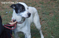 Camellia - sucht ihr Zuhause