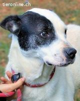 Camellia - sucht ihr Zuhause