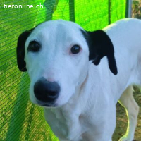 Camila - verspielte und aktive Hündin sucht ein Zuhause