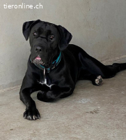 Cane Corso - Einzelprinzessin sucht