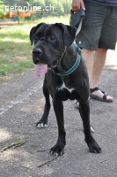 Cane Corso - Einzelprinzessin sucht