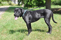 Cane Corso - Einzelprinzessin sucht