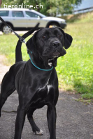 Cane Corso - Einzelprinzessin sucht