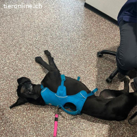 Cane Corso - Einzelprinzessin sucht