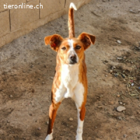 Canela -Jung, dynamisch,verschmust