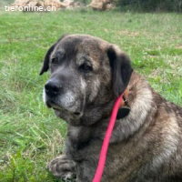 Capi -vierbeinigen Freund und Lebensbegleiter