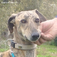 Carioca - wünscht sich ein besseres Leben!