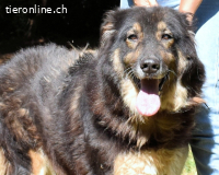 Carolita - Seniorenkörbchen gesucht !
