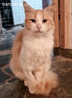 CARRIE - SANFT, LIEB, ANHAENGLICH  UND SEHR HUEBSCH