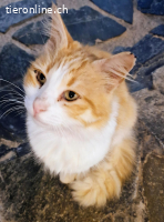 CARRIE - WUNDERSCHOEN, UND SO ANHAENGLICH ZUM LIEB HABEN