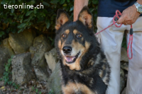Carryllo - Der Hund eines Schäfers....