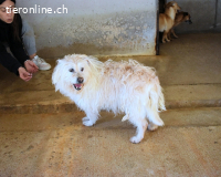Carthos - Kleiner Mann sucht das Prinzenglück